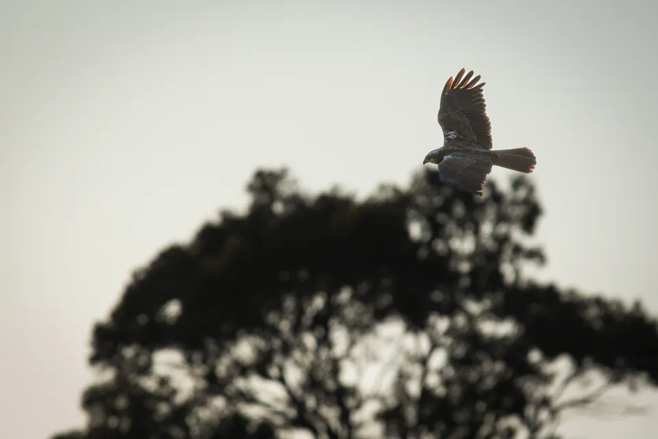 Uccello appollaiato in silhouette sopra un albero.