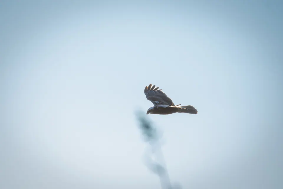 Uccello in volo ripreso da lontano.