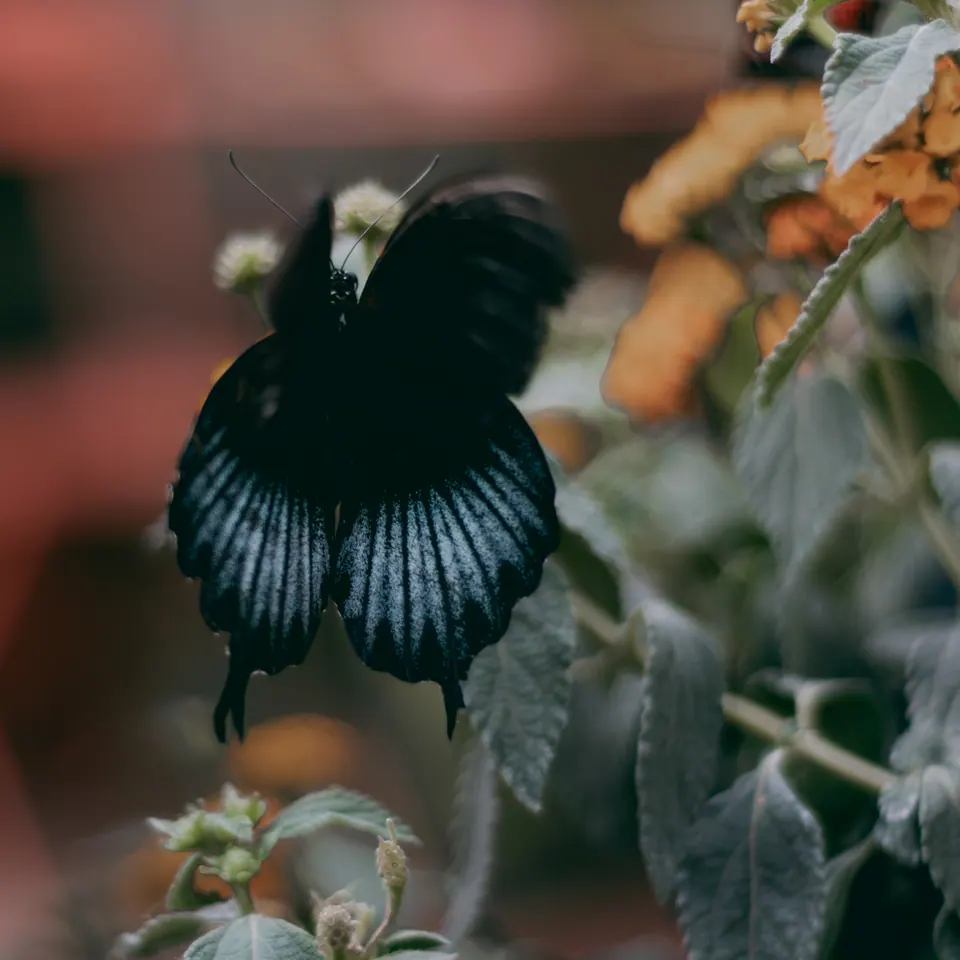 Uccello scuro con ali aperte tra foglie.