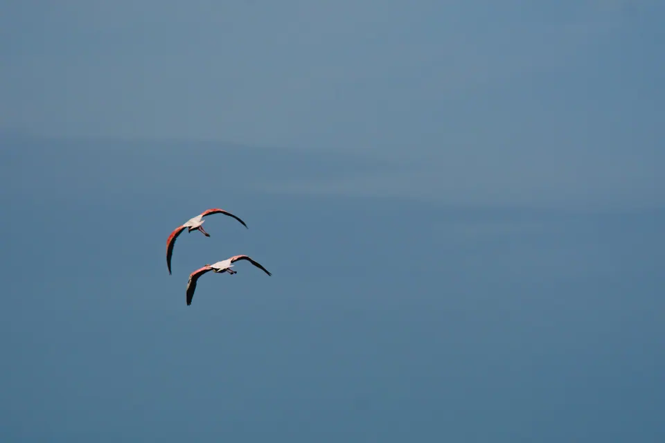 Due uccelli in volo sul lago.