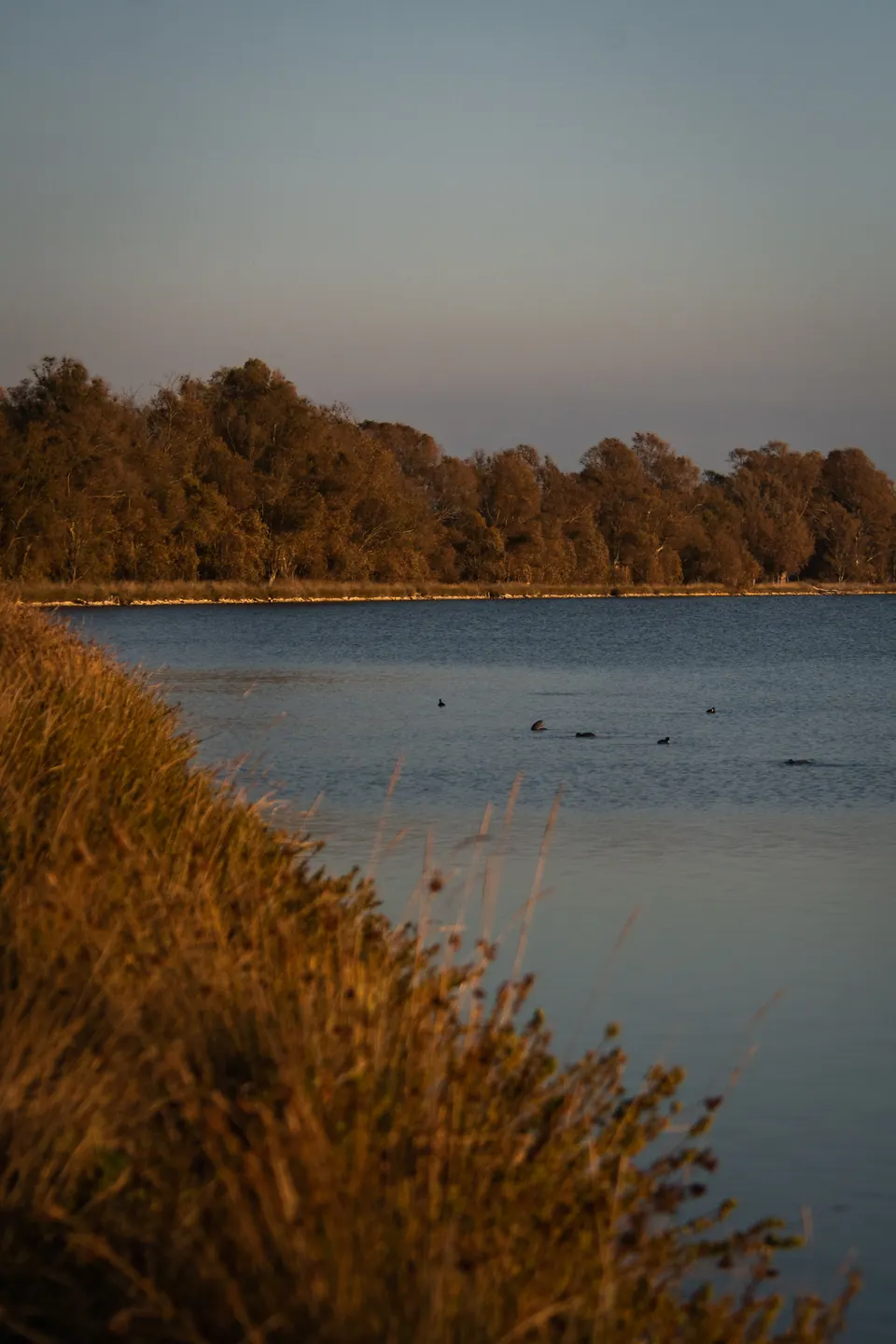 Paesaggio lacustre con canneto dorato.