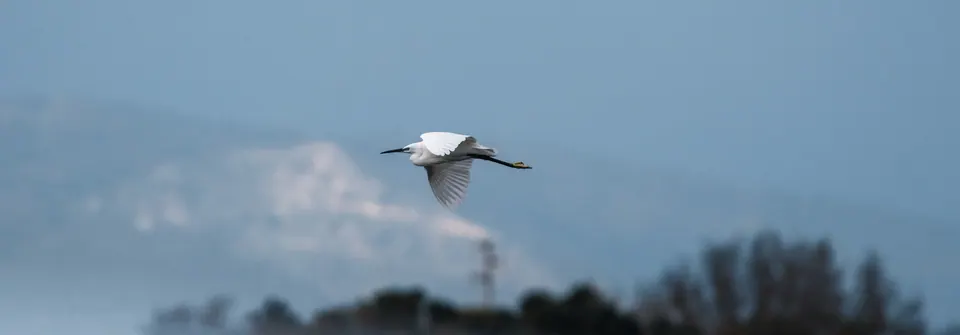Uccello in volo con montagne sullo sfondo.