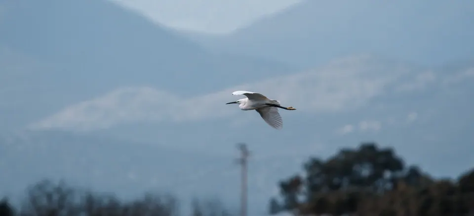 Uccello in volo basso con montagne lontane.