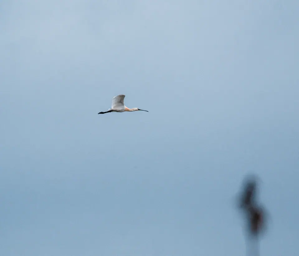 Uccello in volo frontale sopra il lago.