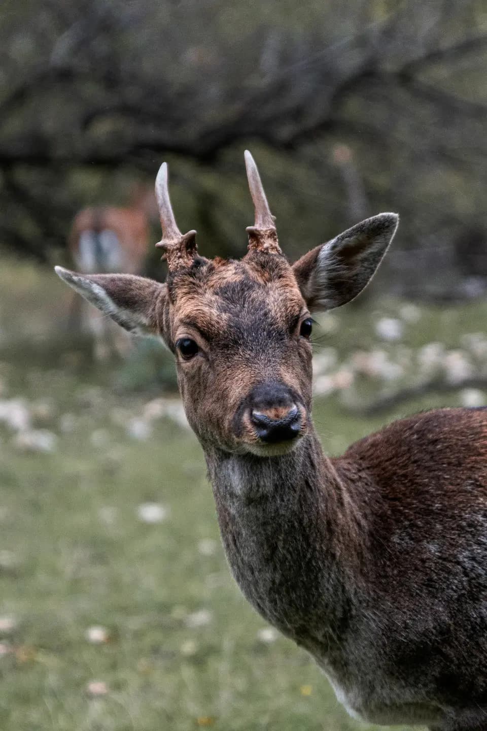 Daino con palco ripreso in un prato.