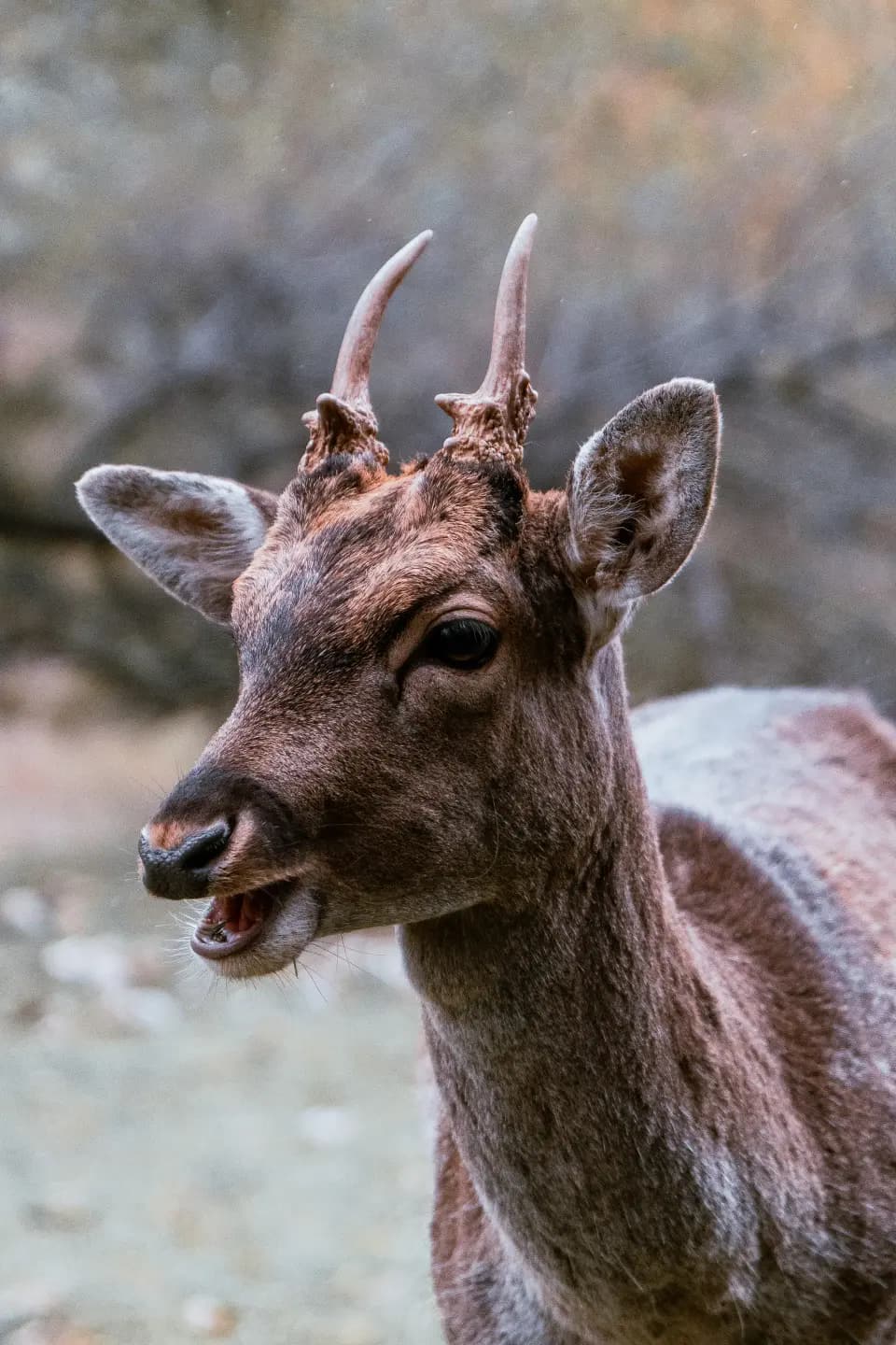 Primo piano di un daino tra sfondo sfocato.