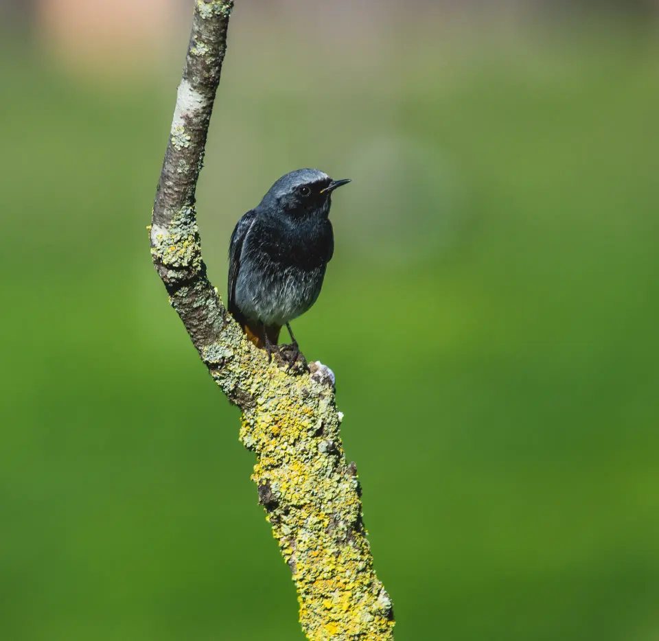 Uccello scuro su ramo coperto di licheni.
