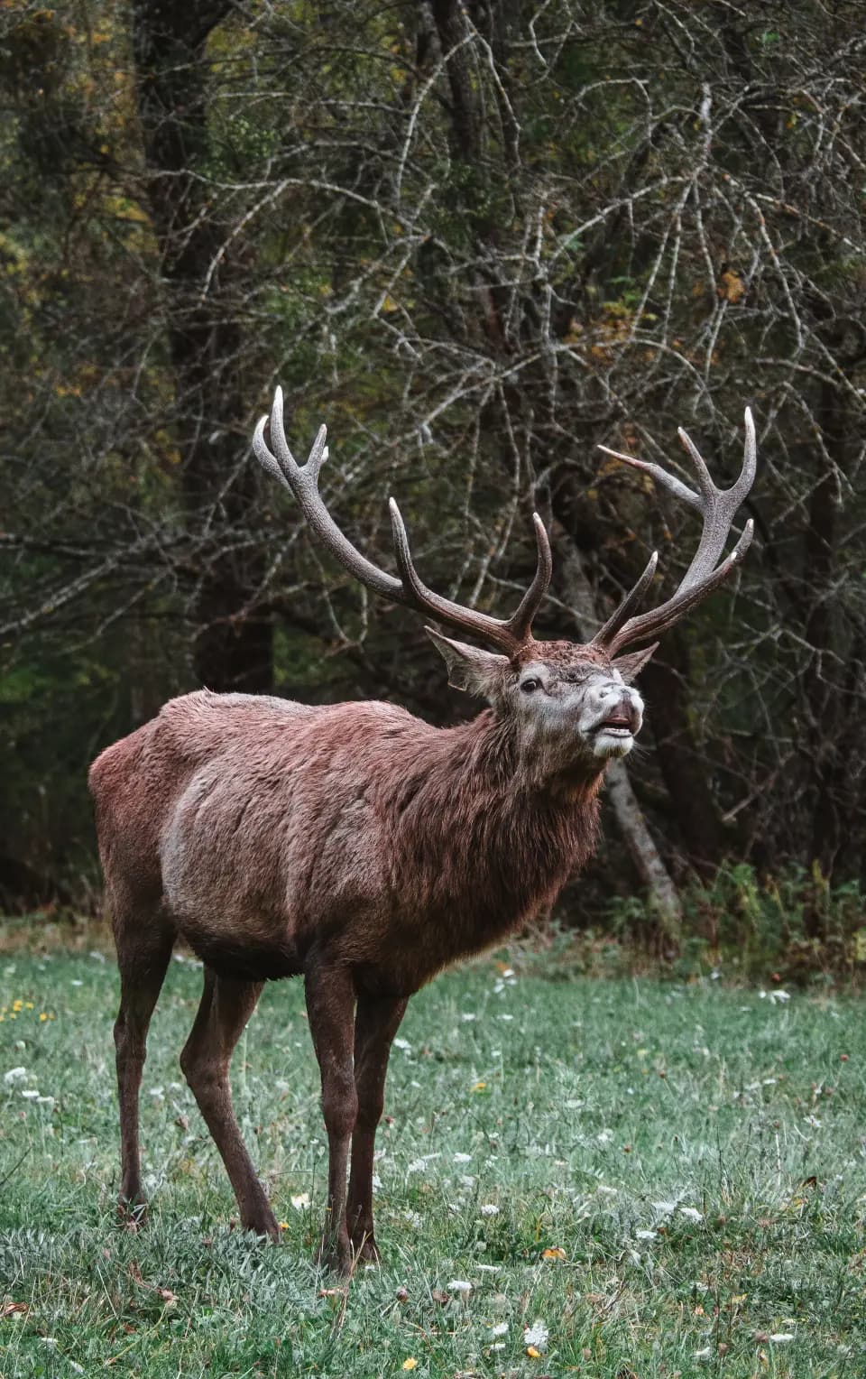 Cervo adulto con grandi corna in una radura.