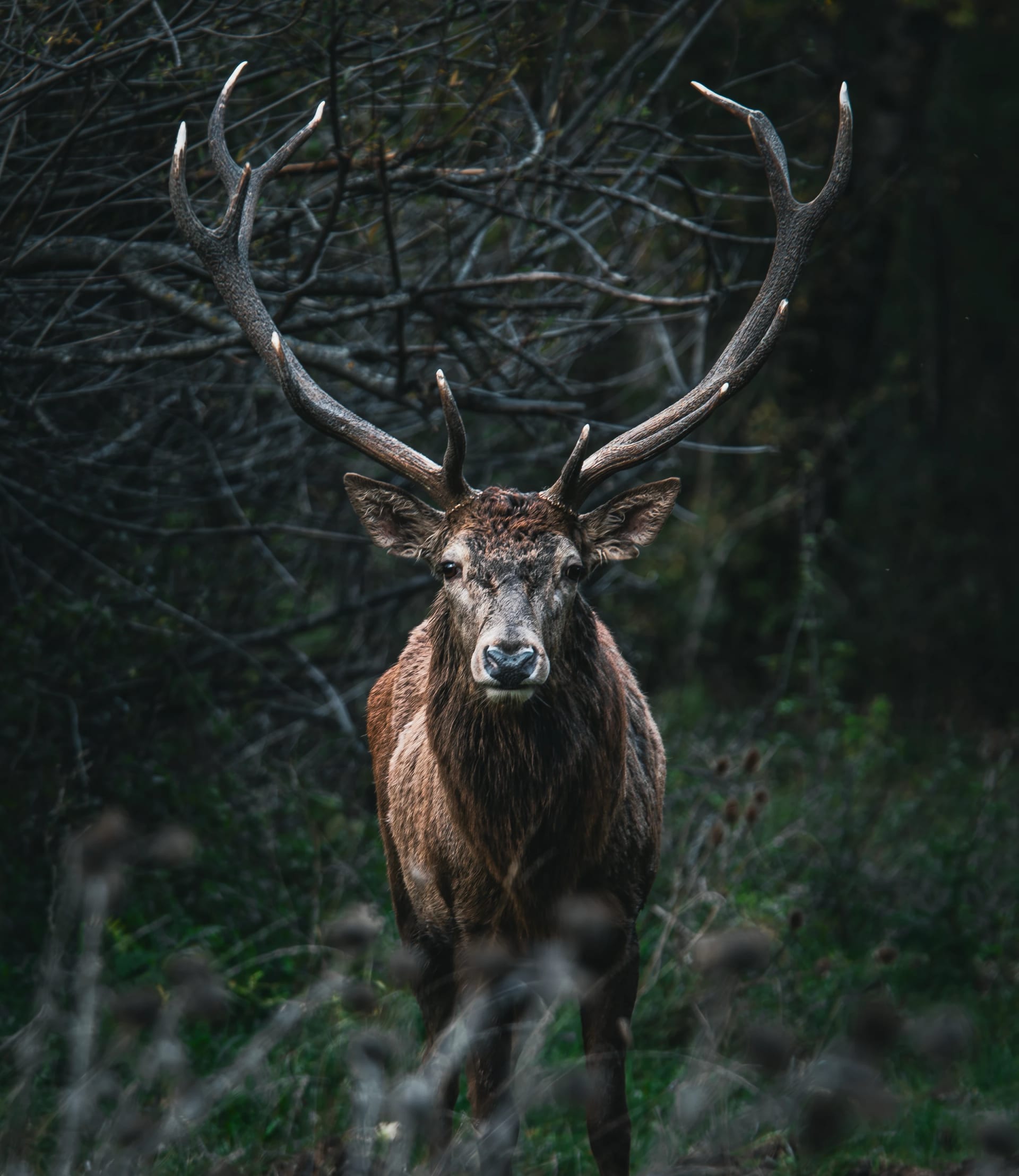 Cervo frontale nel bosco scuro.