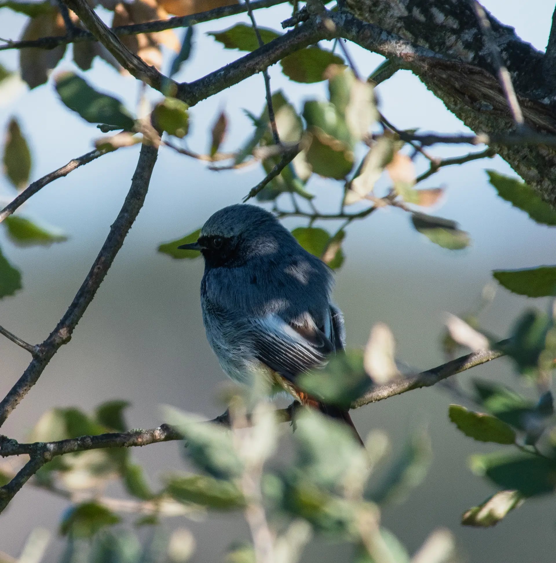 Piccolo uccello blu appoggiato tra rami e foglie.